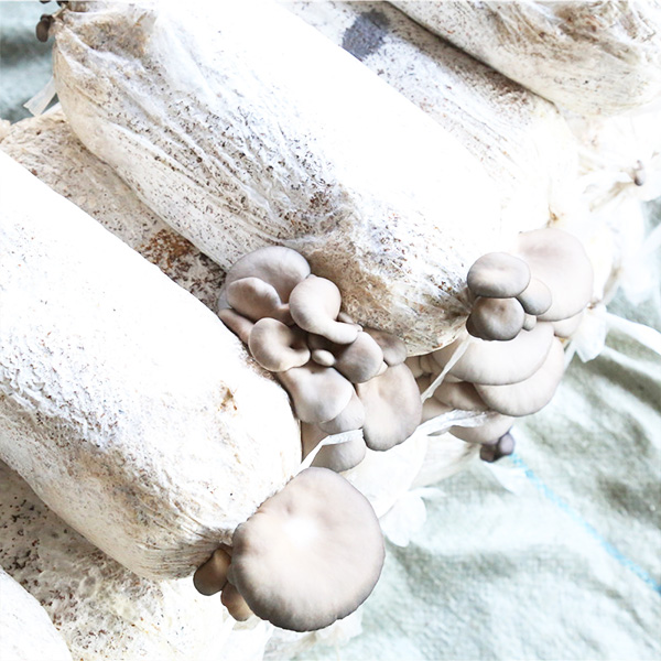 平菇菌包菌棒的种养殖