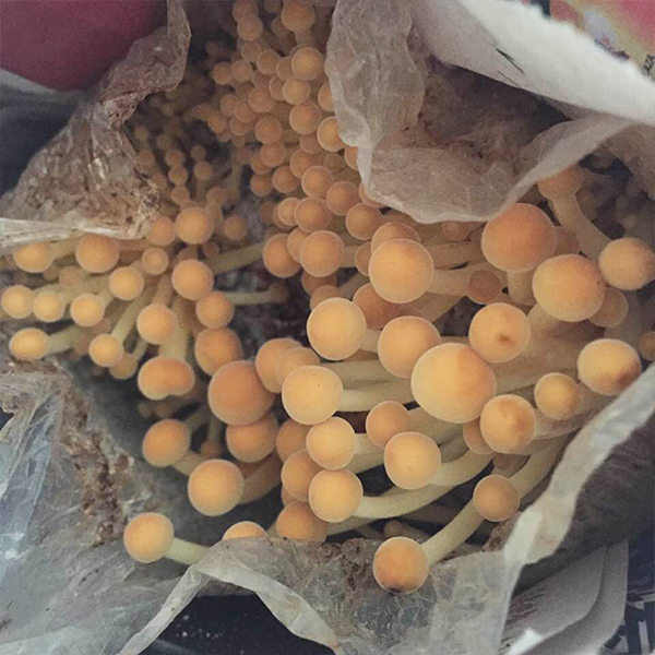 金针菇菌包菌棒